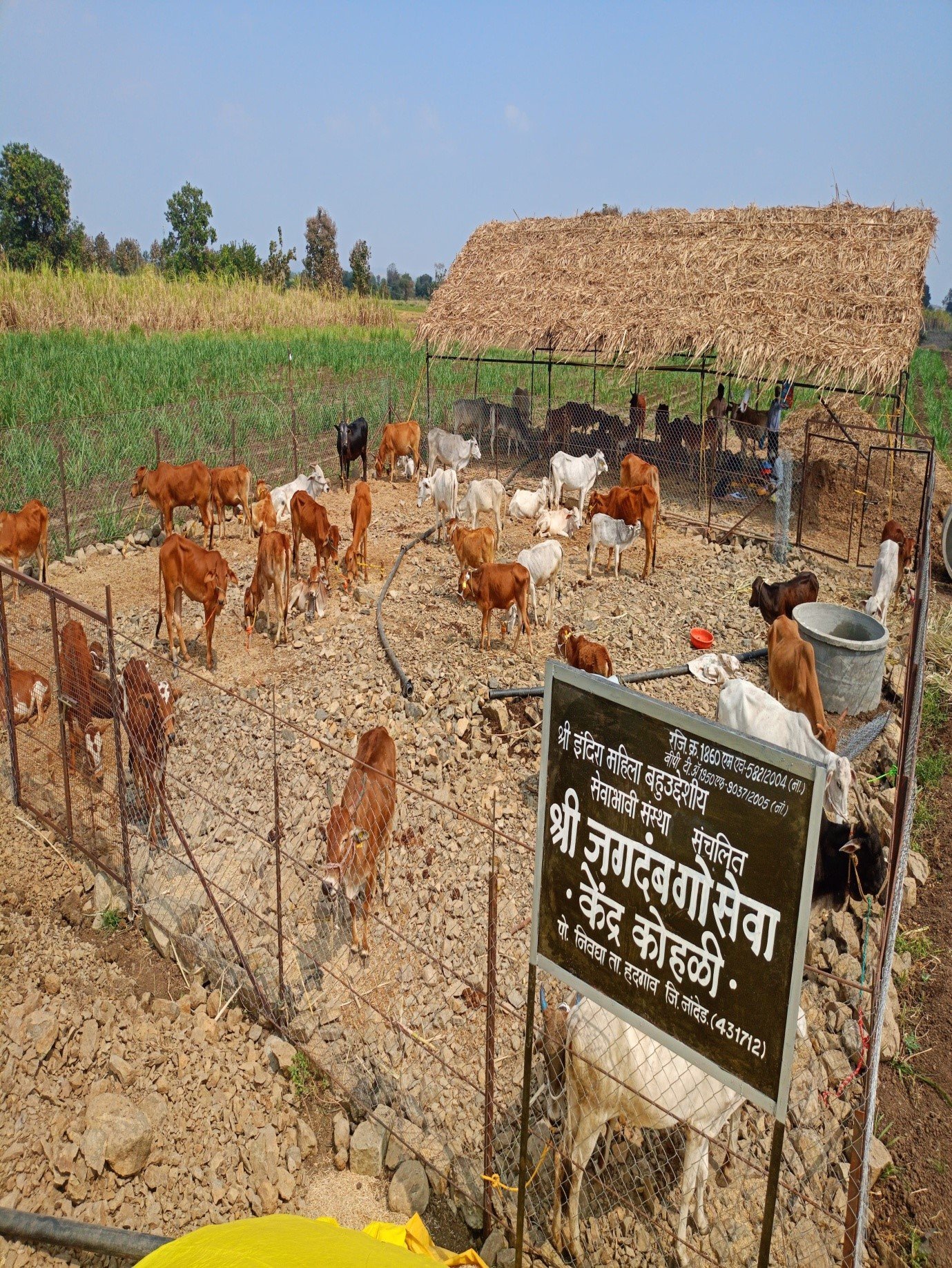 गोशाळेचे फोटो