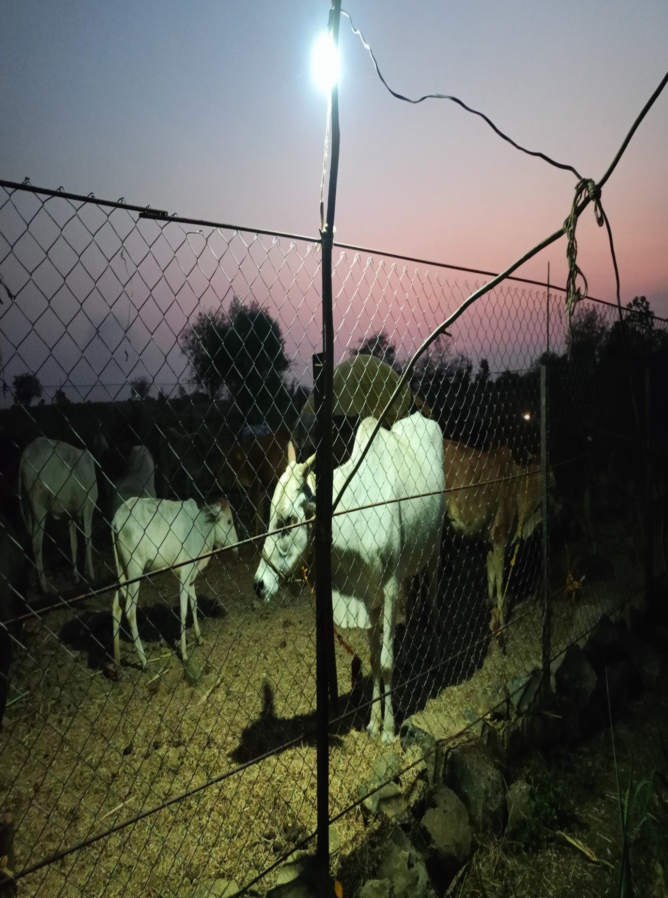 गोशाळेचे फोटो