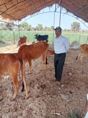 गोशाळेचे फोटो